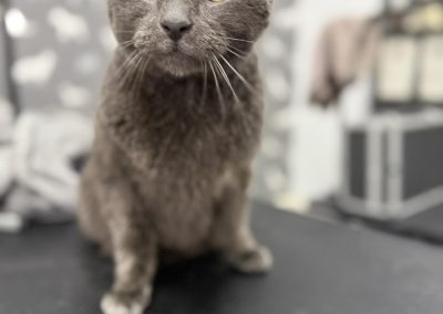 Mobile Groomers Lancaster