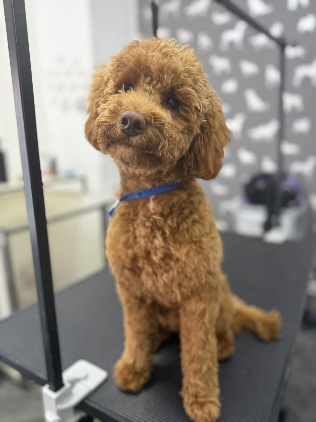 Mobile Groomers Cadley