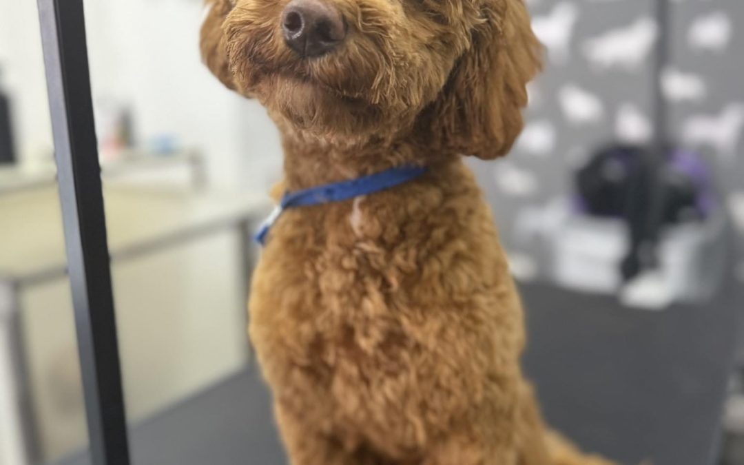 Mobile Groomers Cadley