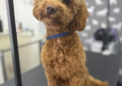 Mobile Groomers Cadley