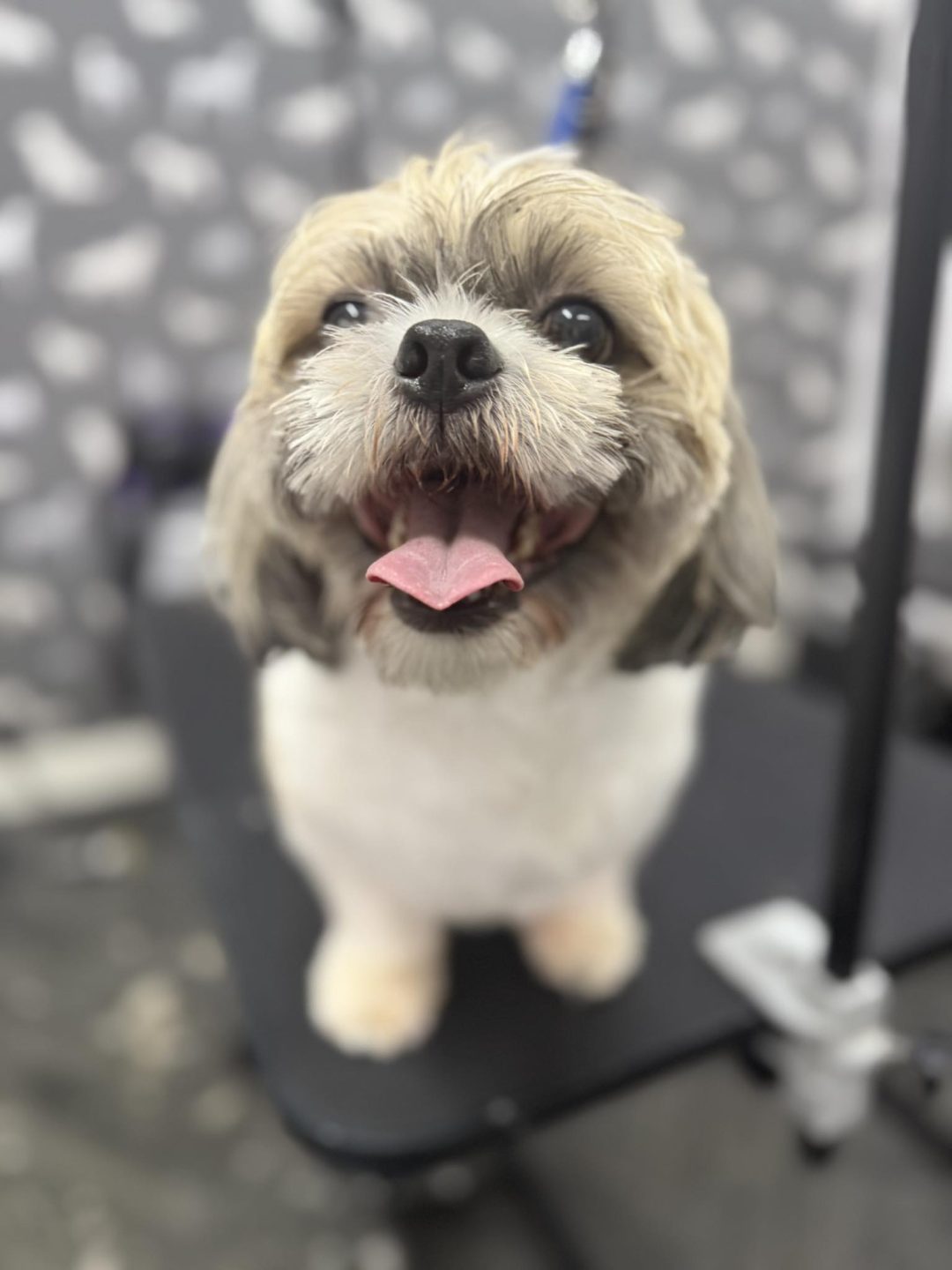 Mobile Groomers Walton-le-Dale