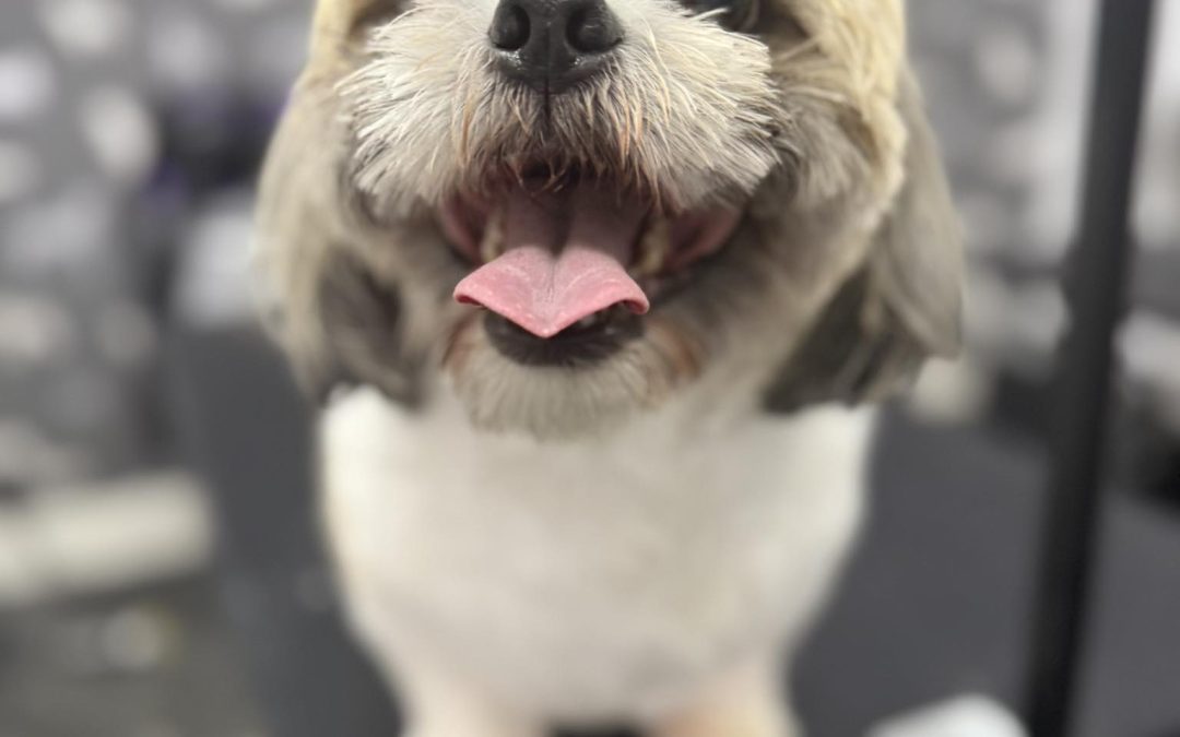 Mobile Groomers Walton-le-Dale