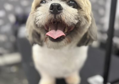 Mobile Groomers Walton-le-Dale