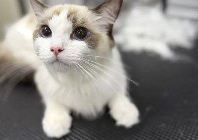 Cat Groomers Morecambe