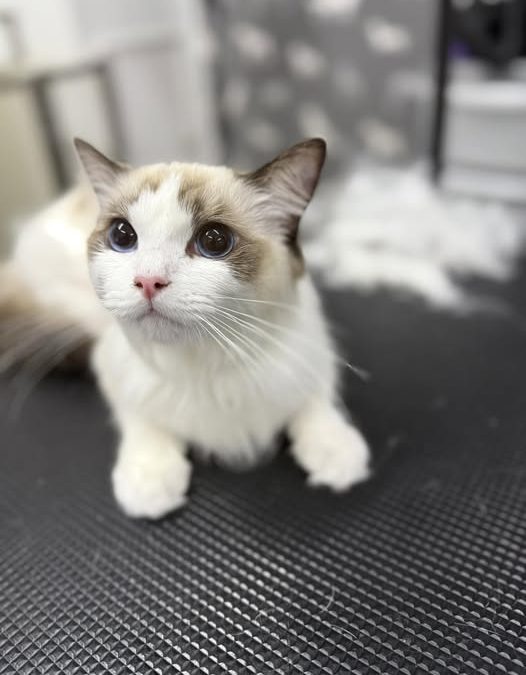 Cat Groomers Morecambe