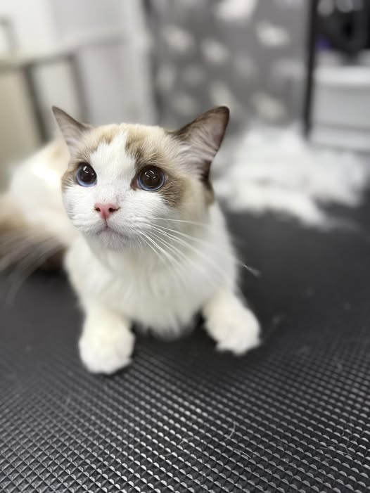 Cat Groomers Morecambe