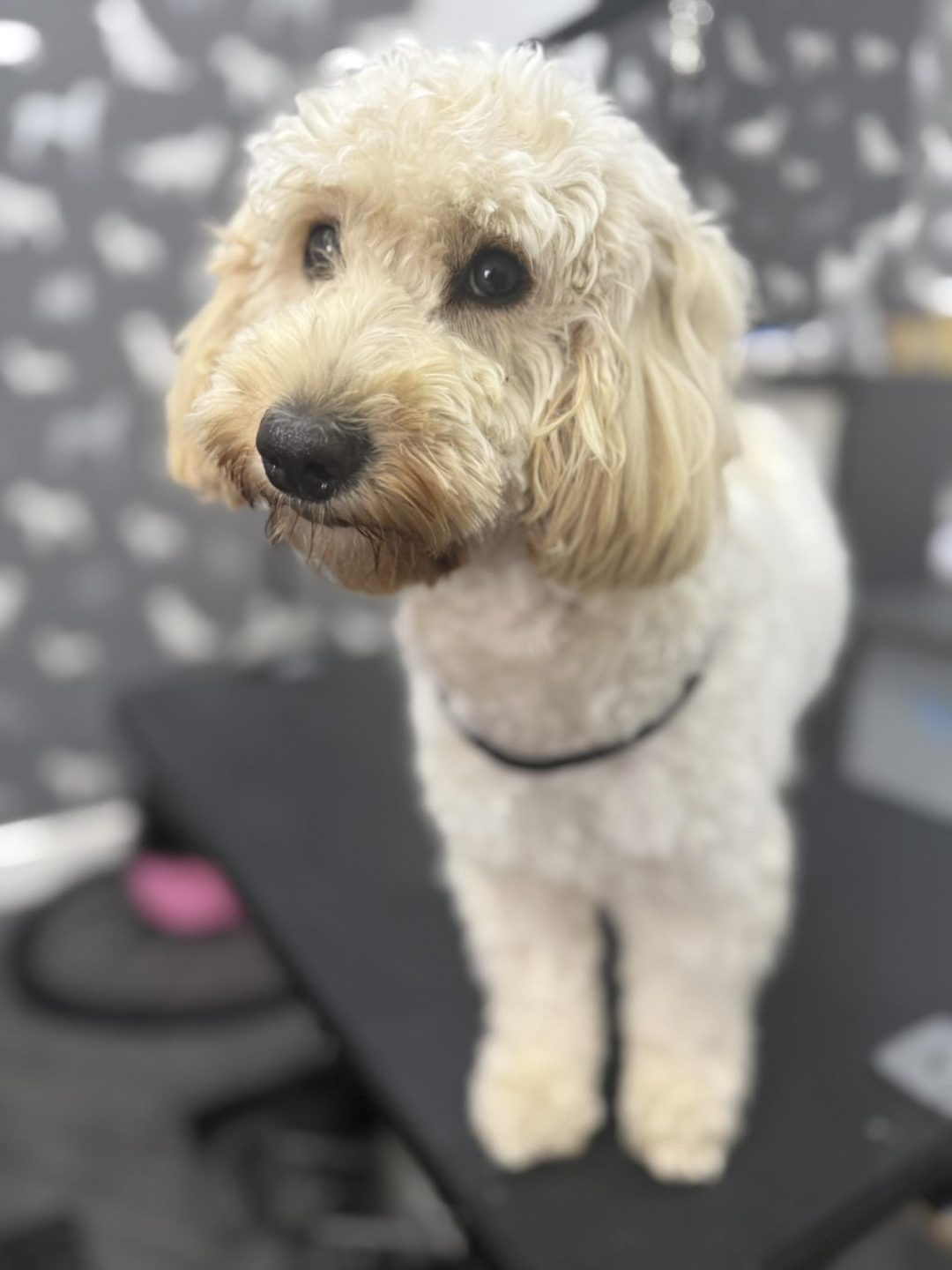 Mobile Groomers Deepdale