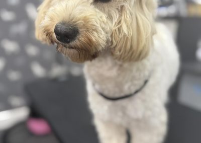 Mobile Groomers Deepdale