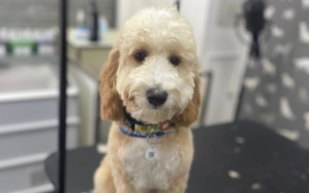 Mobile Groomers Ribbleton