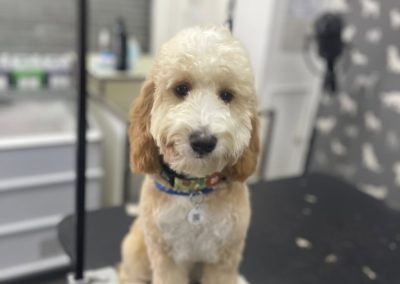 Mobile Groomers Ribbleton