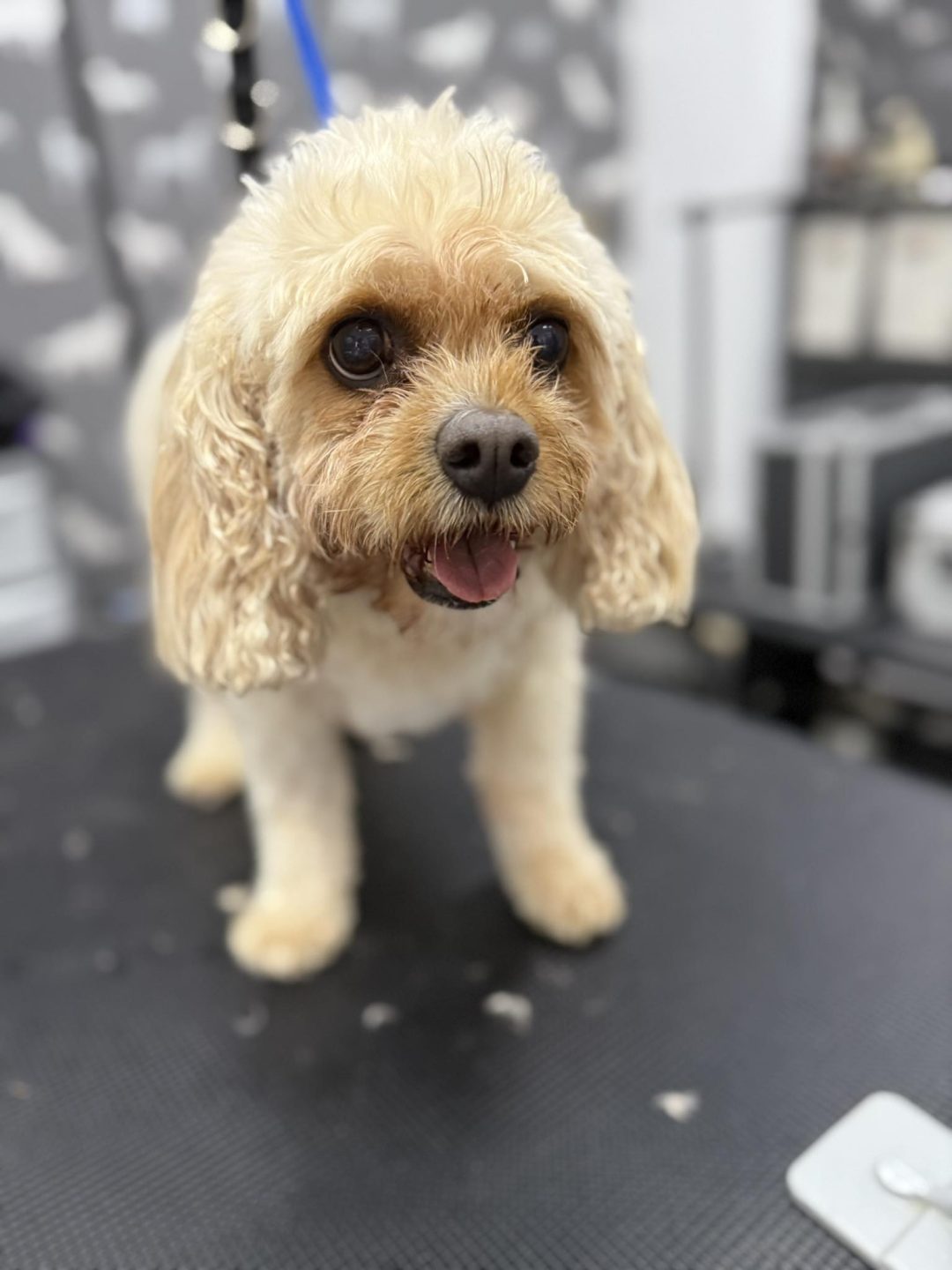 Mobile Groomers Plungington