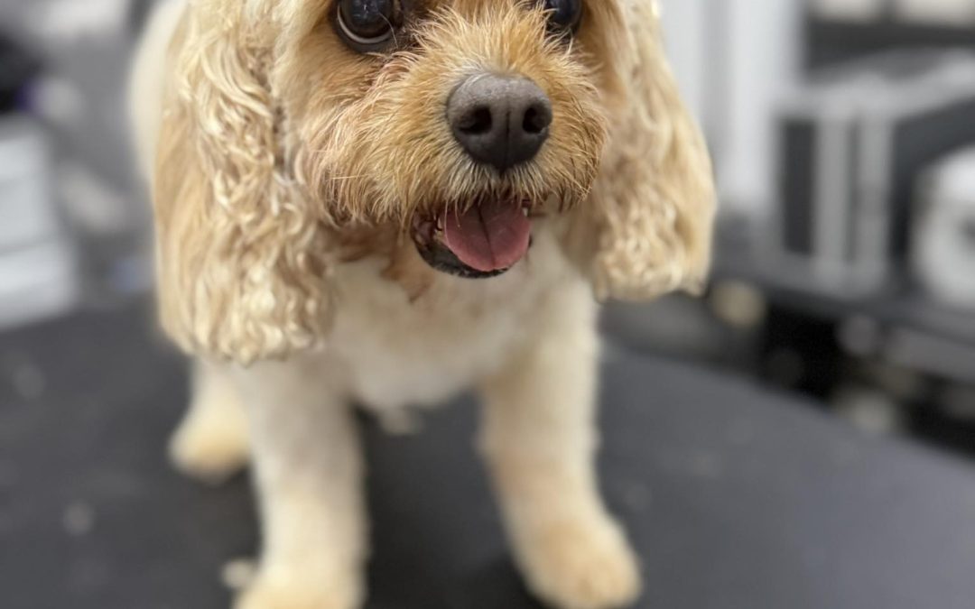 Mobile Groomers Plungington