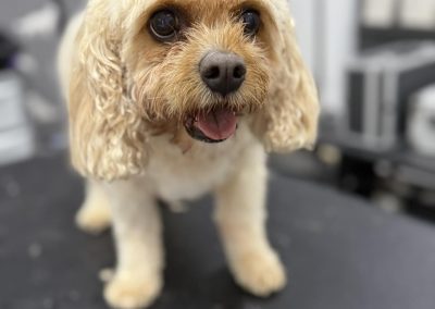 Mobile Groomers Plungington