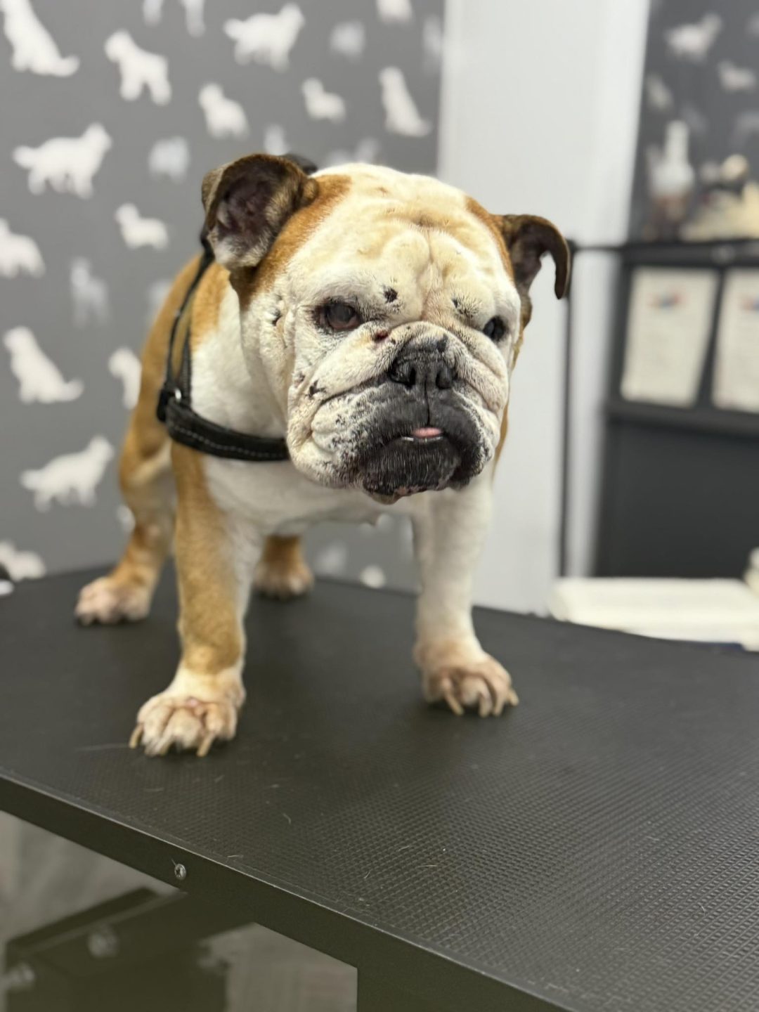 Mobile Groomers Lostock hall