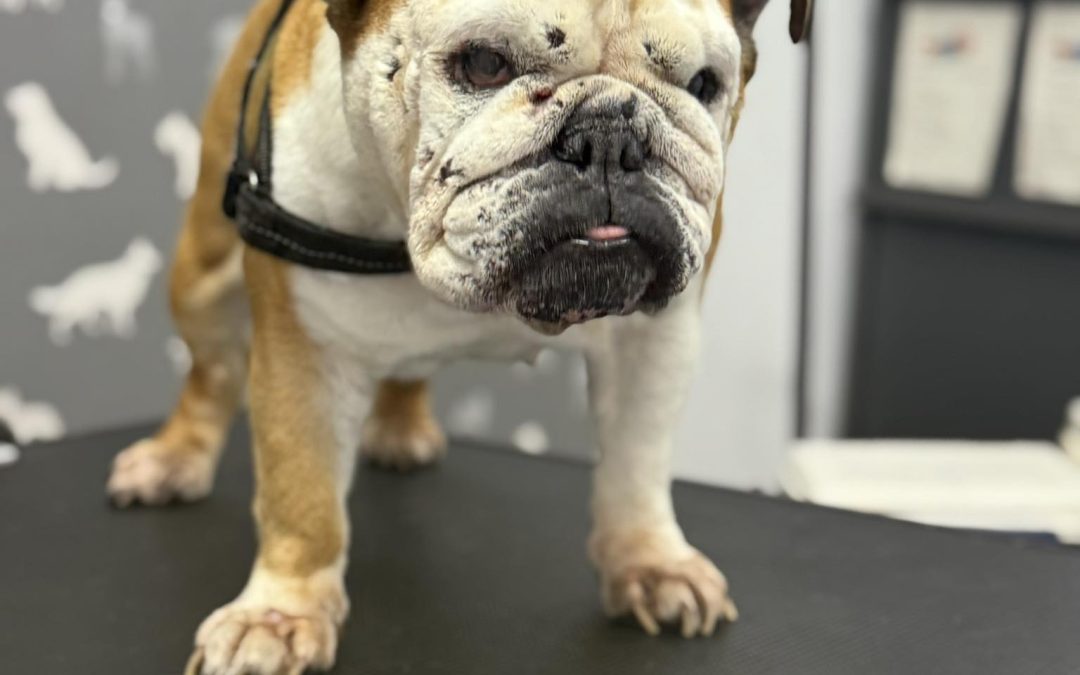 Mobile Groomers Lostock hall