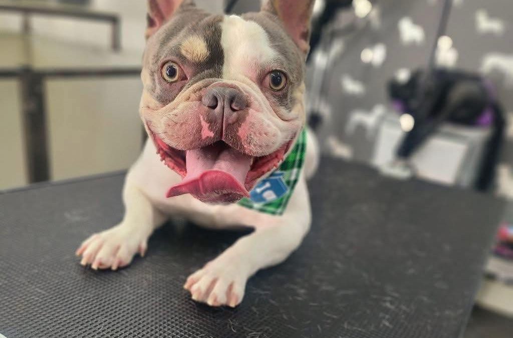 Mobile Groomers Scorton