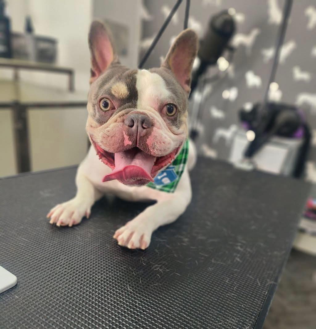 Mobile Groomers Scorton