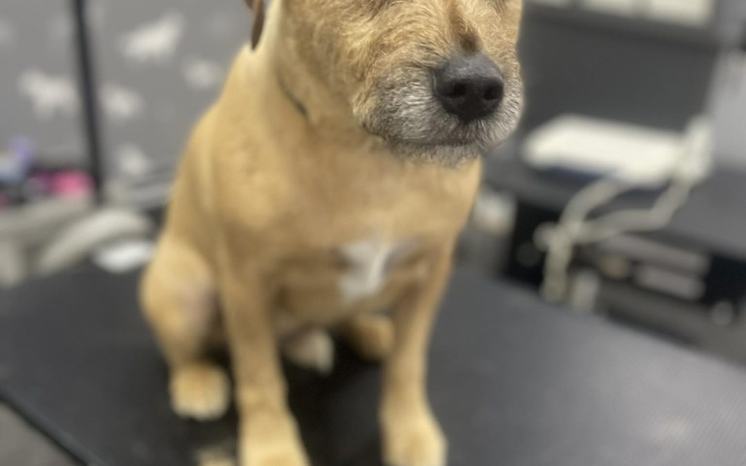 Mobile Groomer Preston