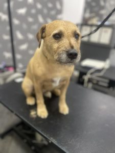 Mobile Groomer Preston