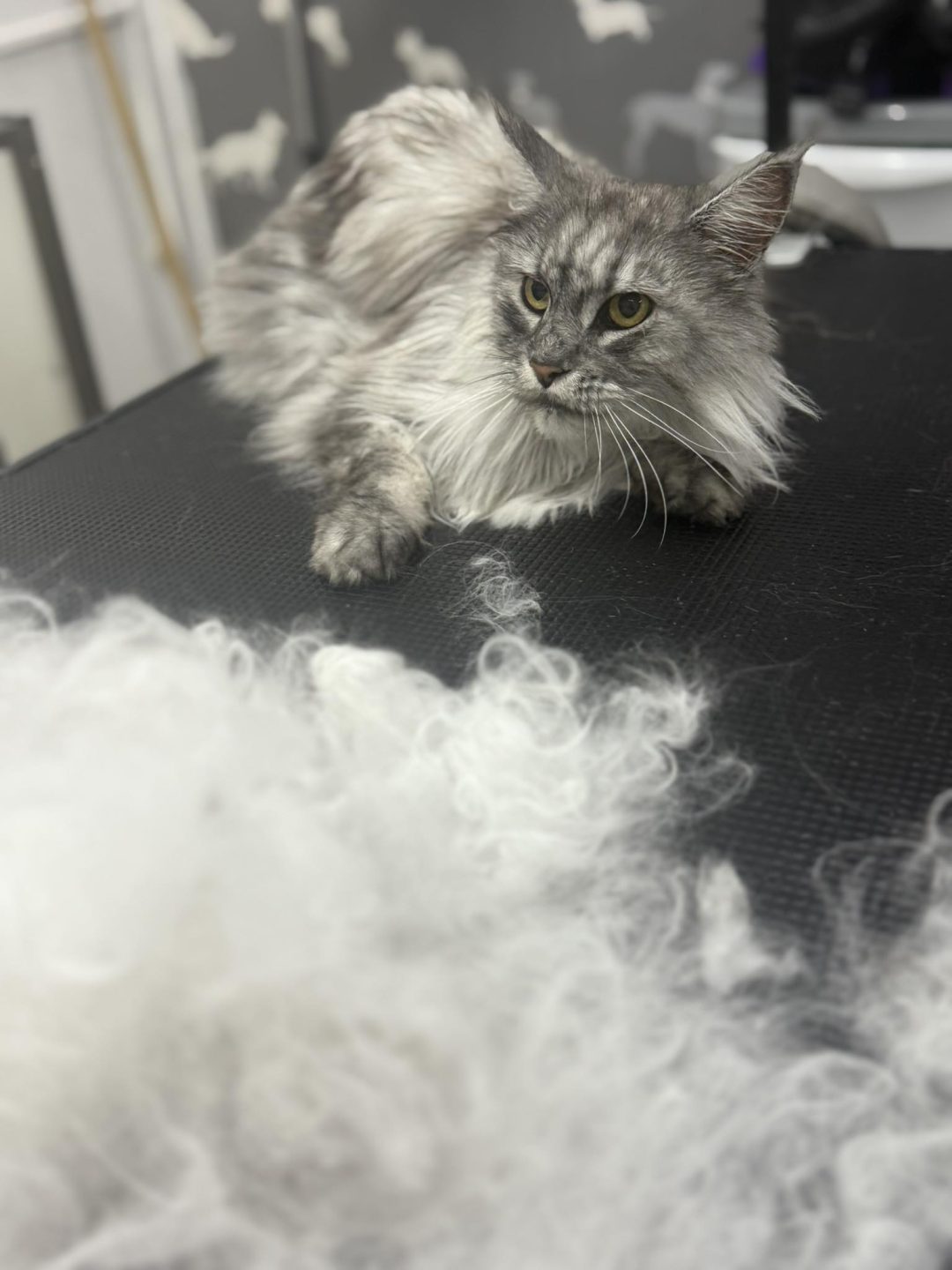 Cat Groomers Euxton