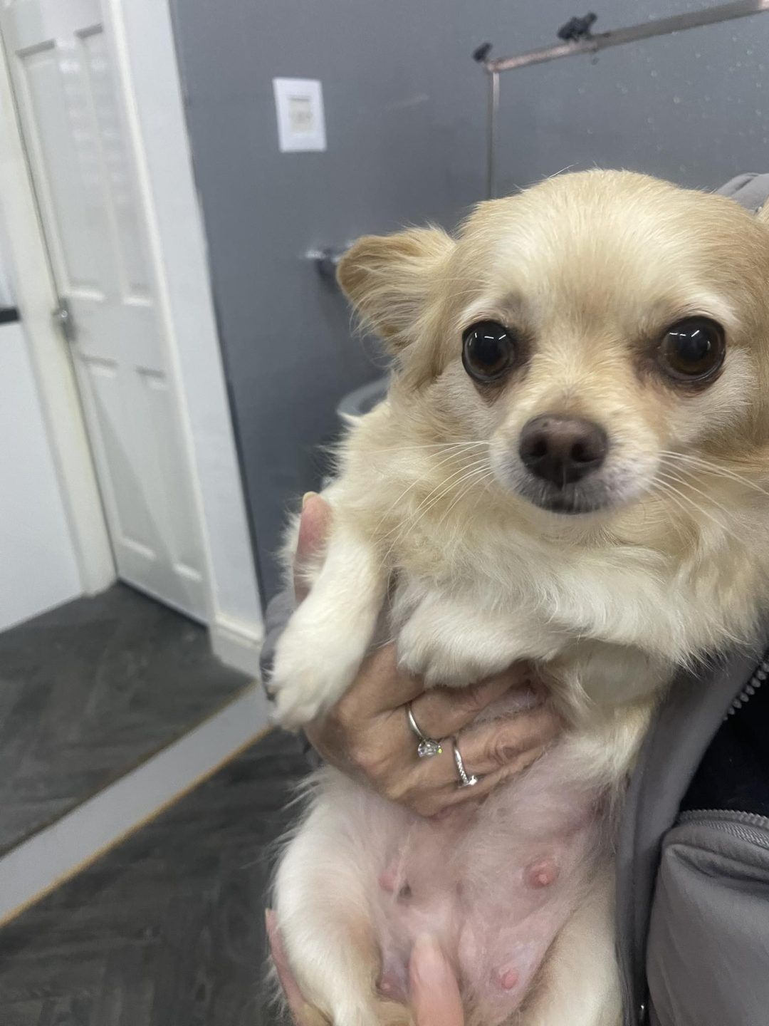 Mobile Groomer Garstang