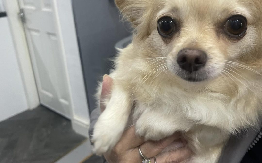 Mobile Groomer Garstang