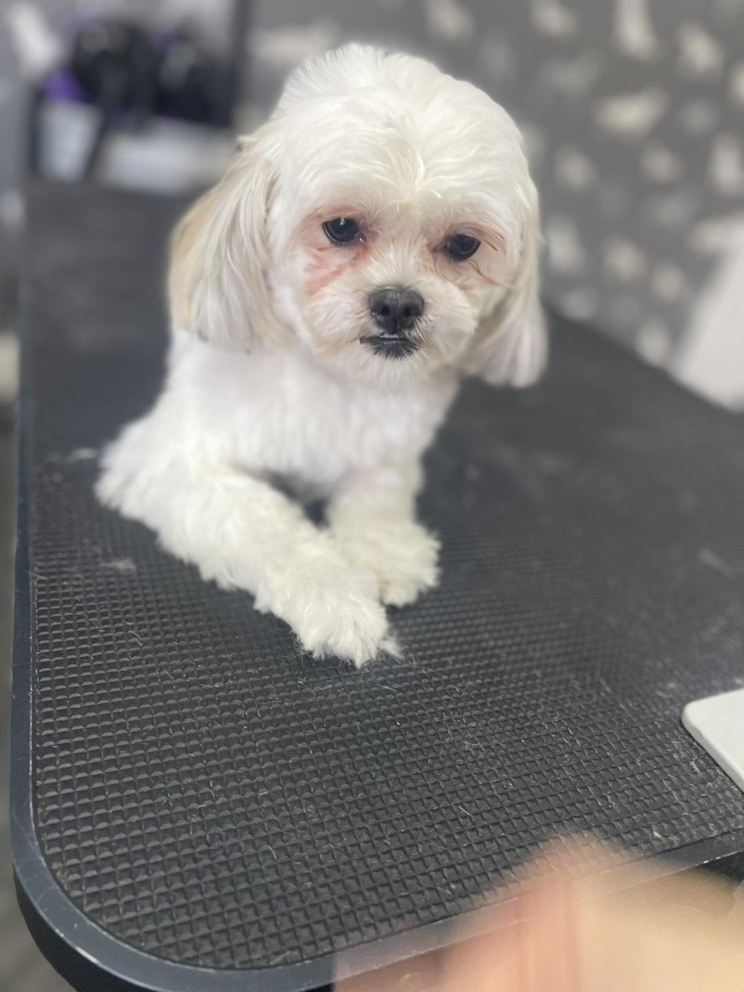 Mobile Groomer Kirkham