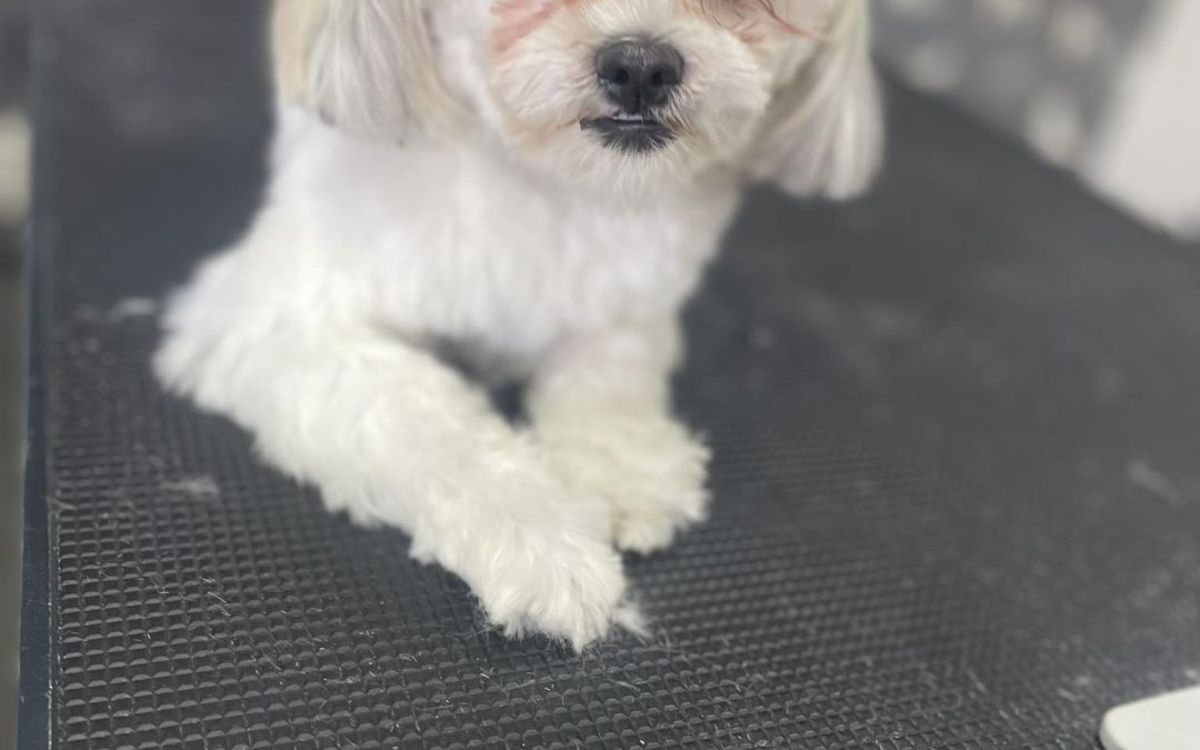 Mobile Groomer Kirkham