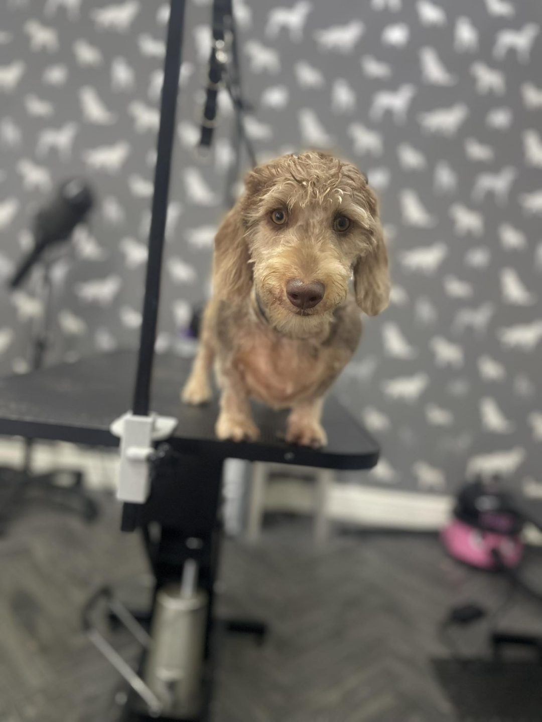 Mobile Groomer Blackpool