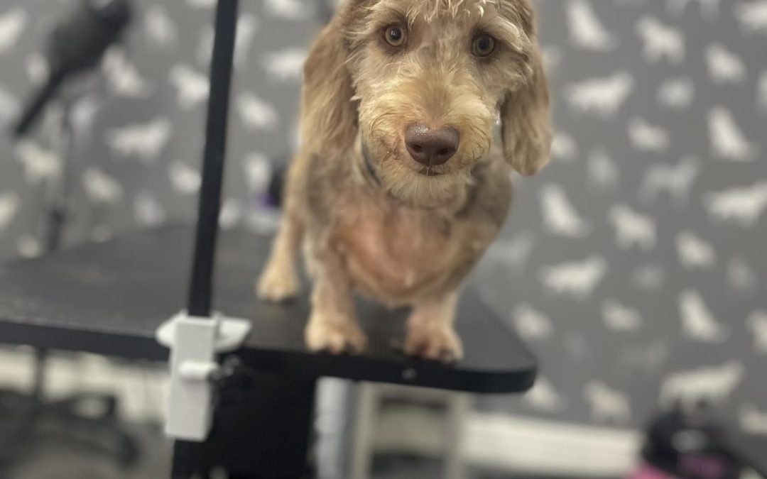 Mobile Groomer Blackpool