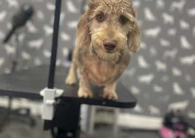 Mobile Groomer Blackpool