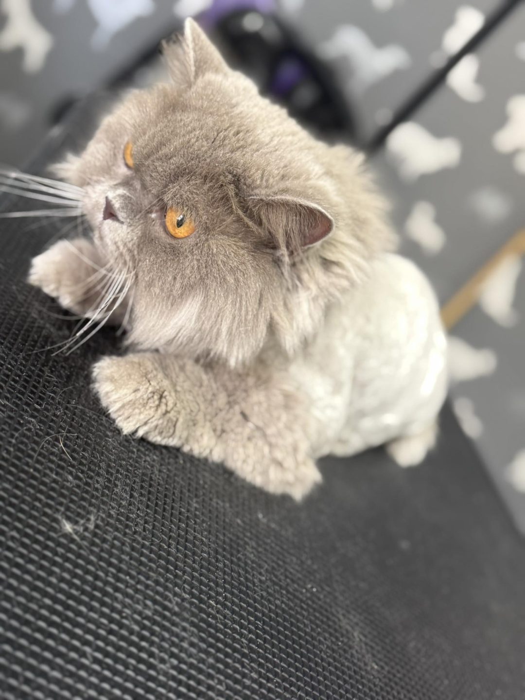 Cat Groomers Chorley