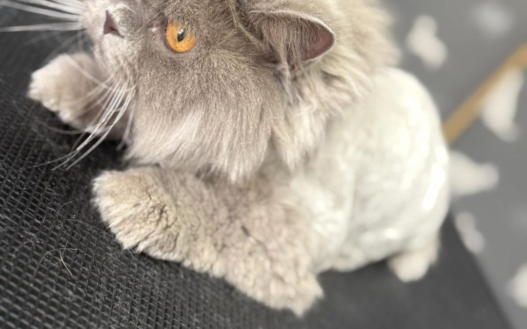 Cat Groomers Chorley