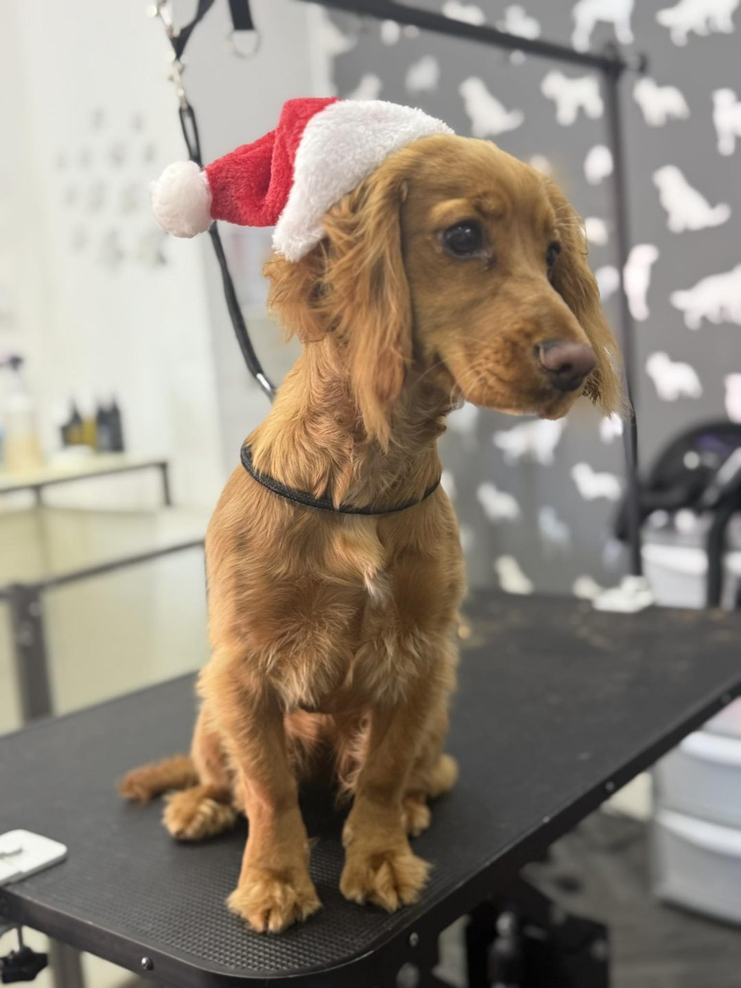 Mobile Groomer Catterall