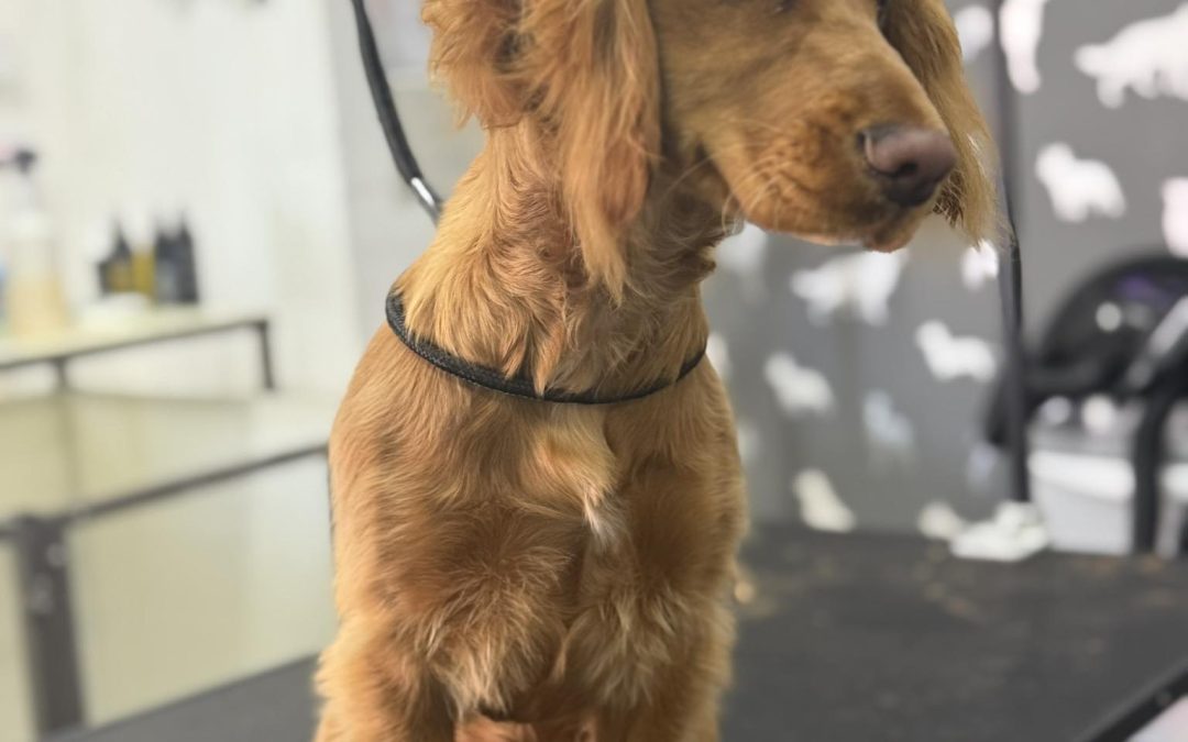 Mobile Groomer Catterall