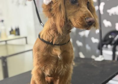 Mobile Groomer Catterall