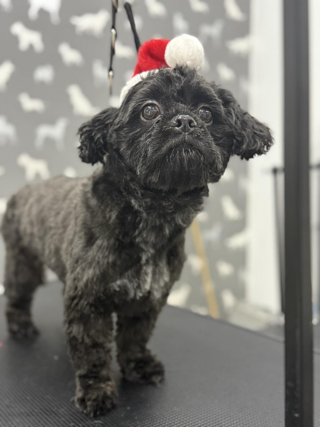 Mobile Groomer Longridge