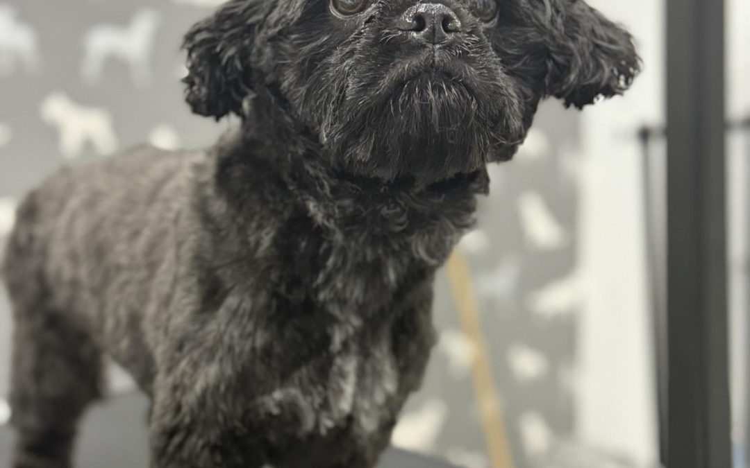 Mobile Groomer Longridge