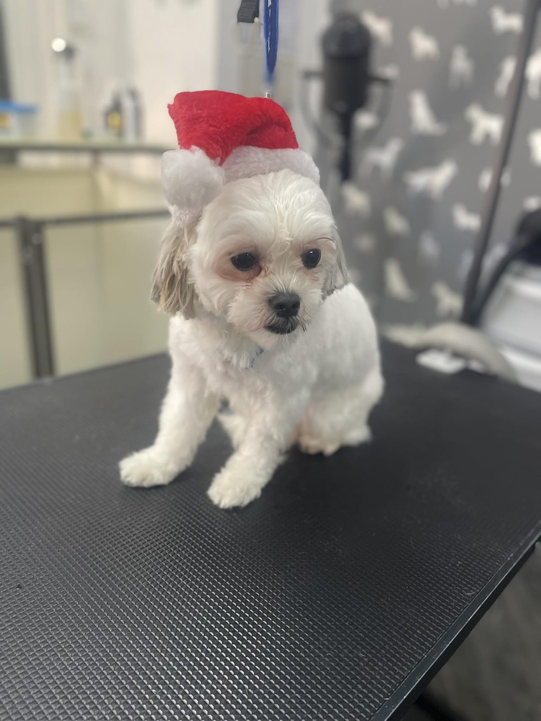 Mobile Groomer Penwortham