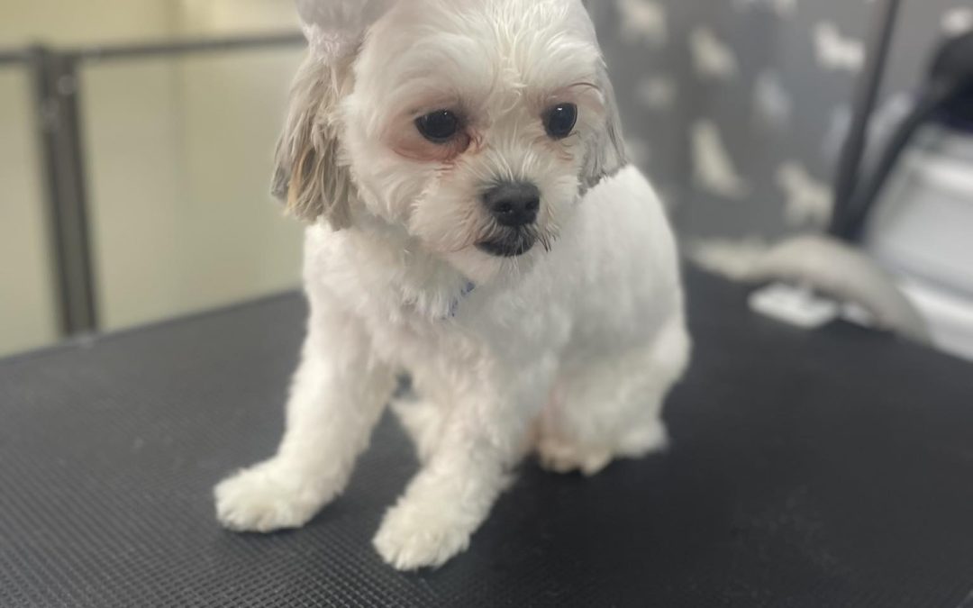 Mobile Groomer Penwortham