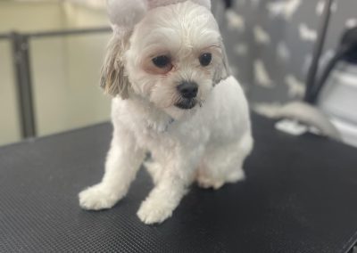 Mobile Groomer Penwortham