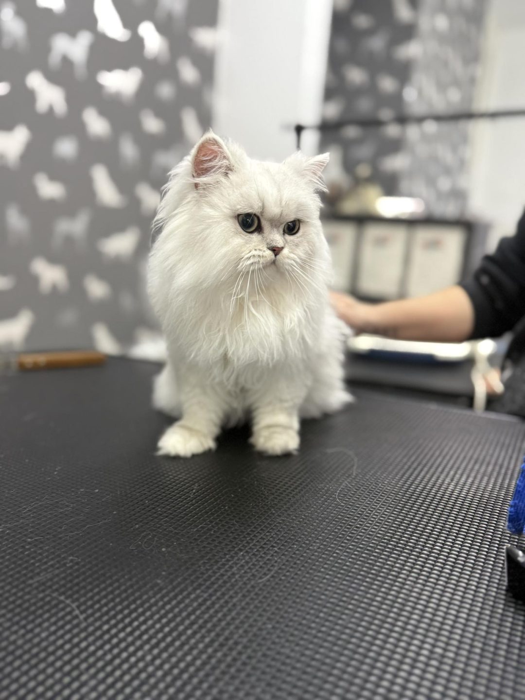 Cat Groomers Blackburn