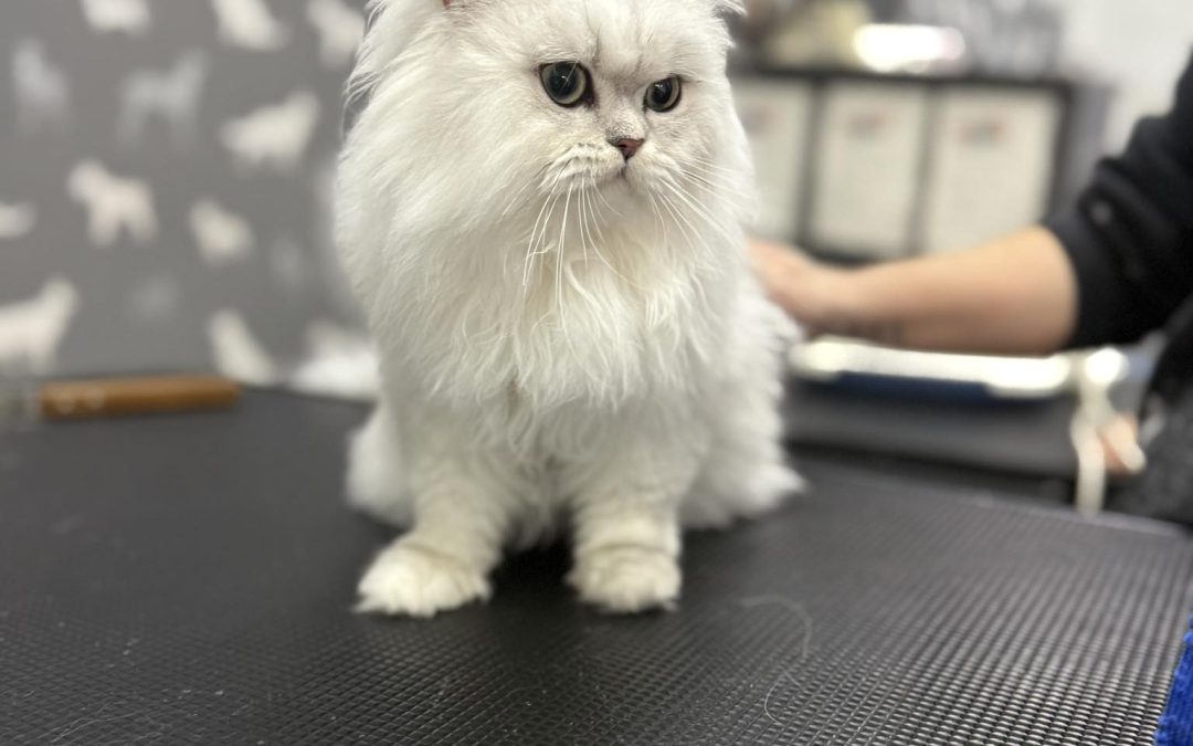 Cat Groomers Blackburn