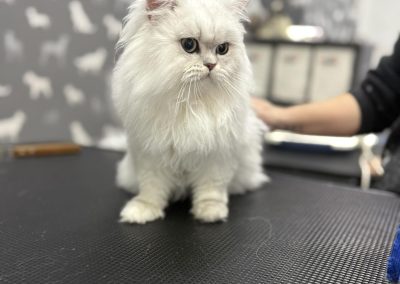 Cat Groomers Blackburn