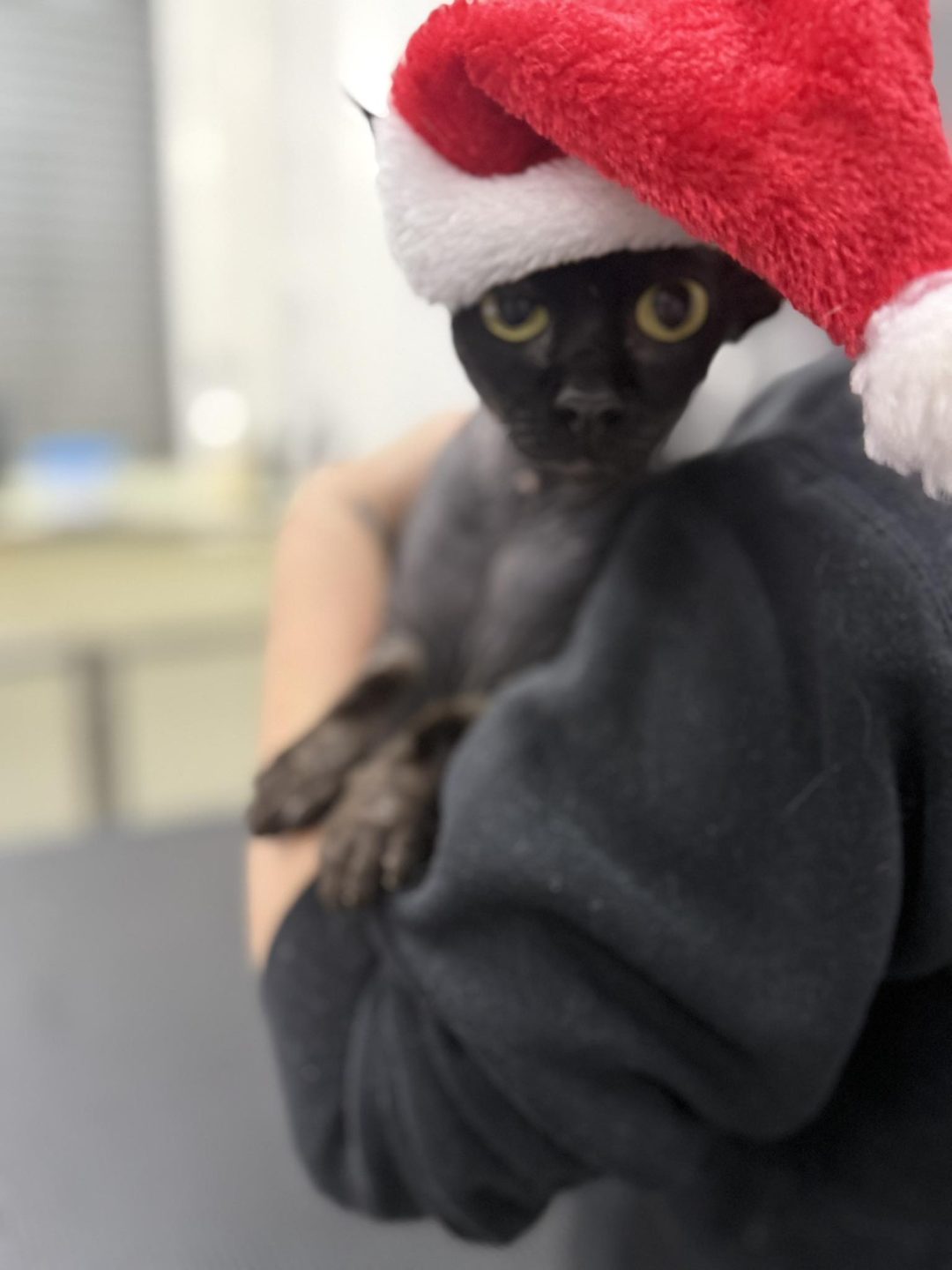 Cat Groomer Blackburn