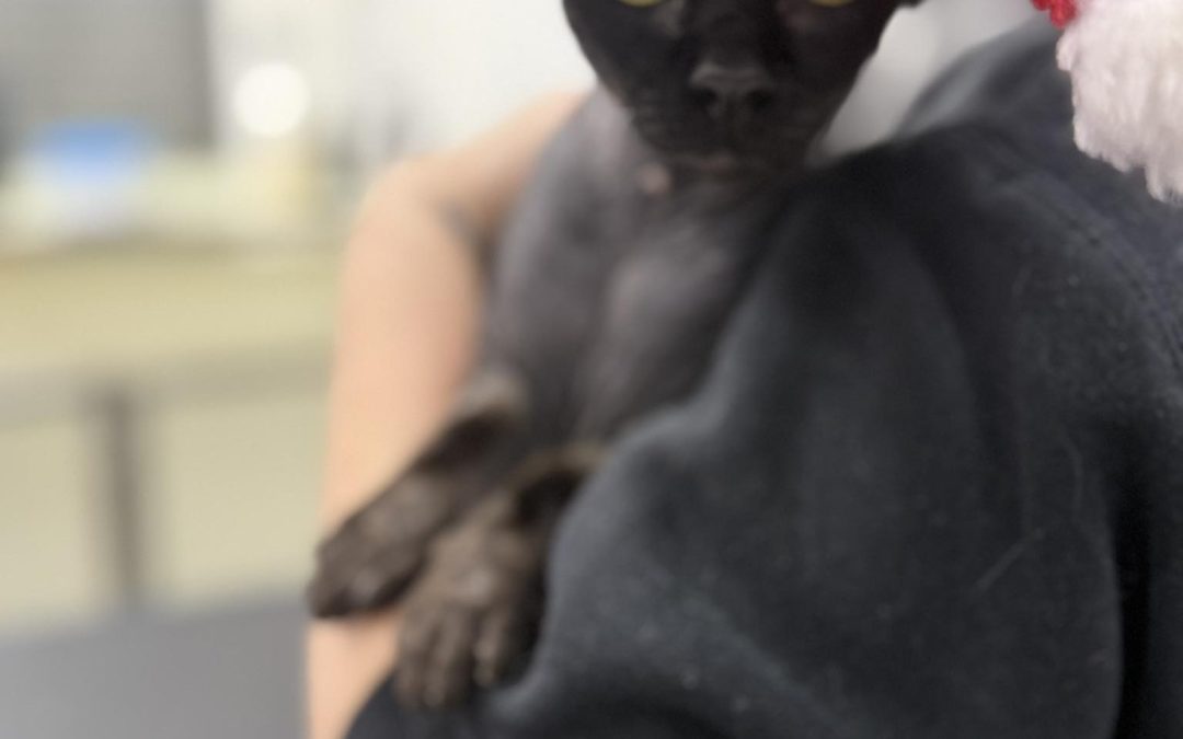 Cat Groomer Blackburn