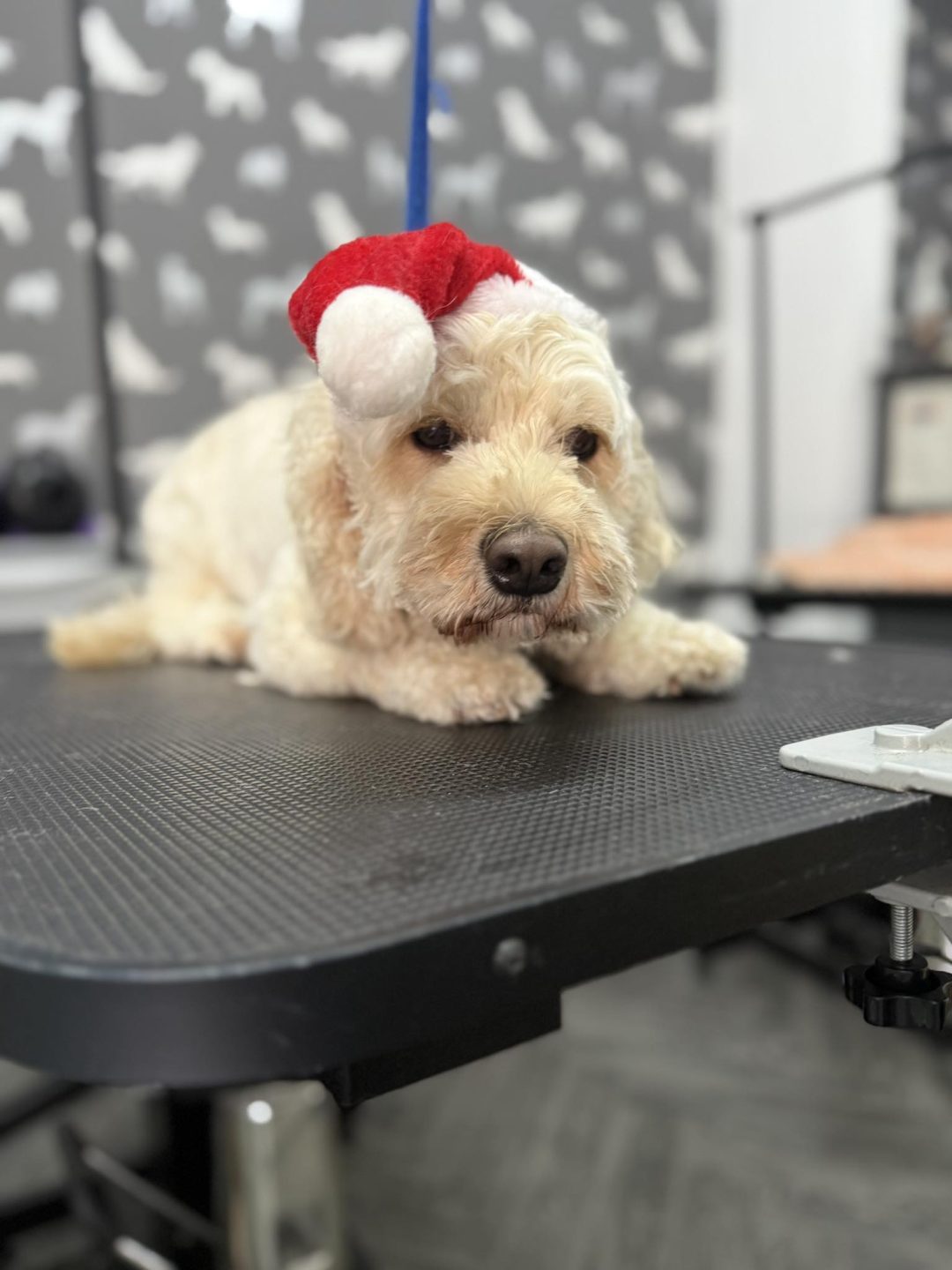 Mobile Groomer Poulton