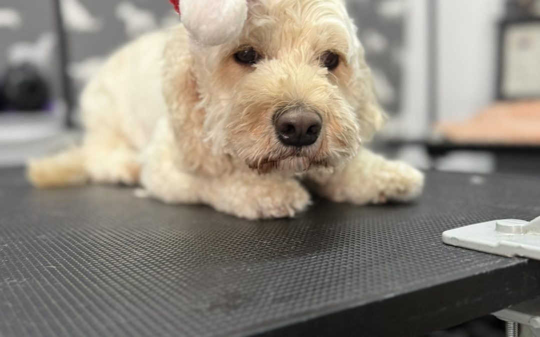 Mobile Groomer Poulton