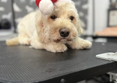 Mobile Groomer Poulton