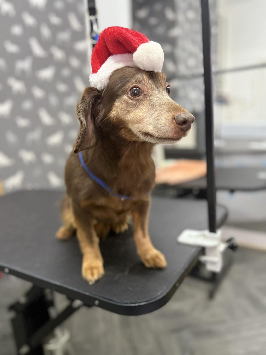 Mobile Groomer Lytham